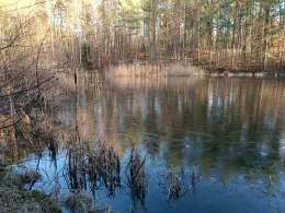 Waldteich (Faßberg)-1