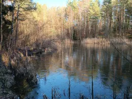 Waldteich (Faßberg)-3