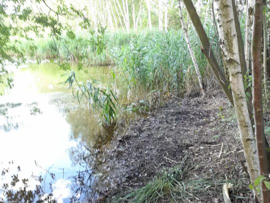 Rückhaltebecken OBI II-1