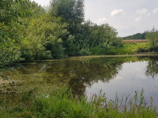Barschteich (Elmenhorst-Lichtenhagen)-3