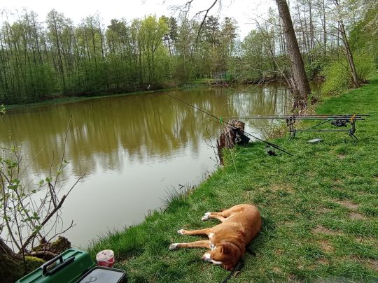Badweiher (Engelmannsreuth)