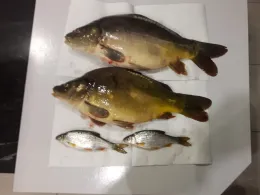 Stichkanal Salzgitter (Üfingen)