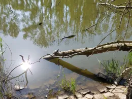 Saalealtarm Gnölbzig