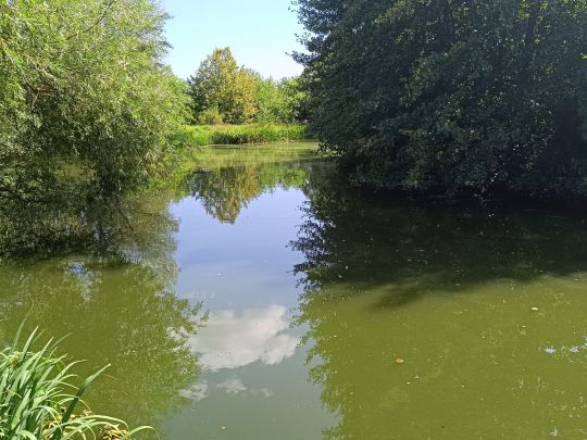 Löschteich (Ilsenburg)-1