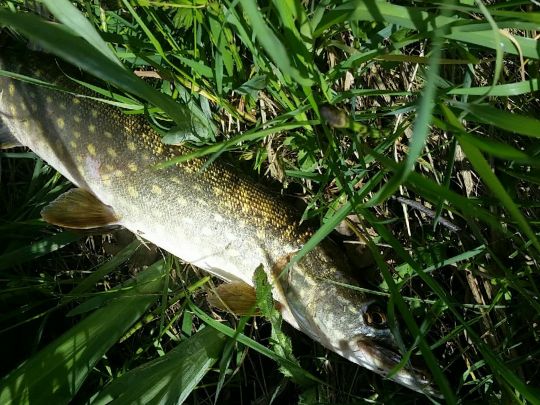 Sportparksee Grambke-4