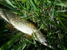 Sportparksee Grambke-4