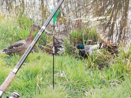 Soeste (Friesoythe)-3