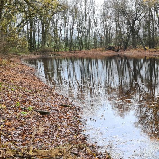 Zitronenpfuhl (Reichenberg)