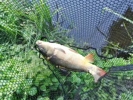 Horlachgraben (Rüsselsheim)