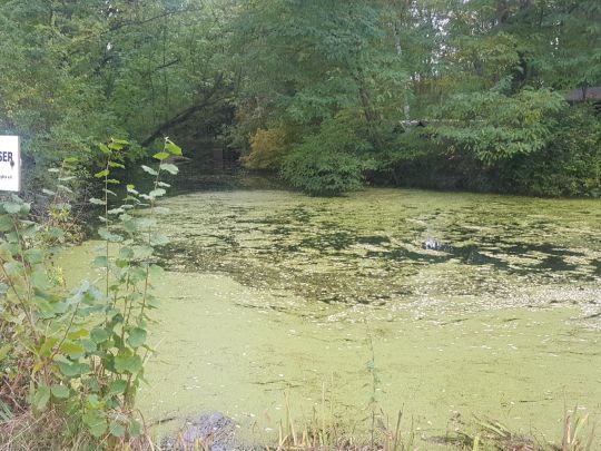 Wal (Göbitz) ALLE ANGELN