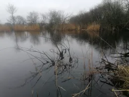 2 Torfstiche an der Peene (Loitz)-1