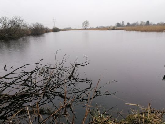 2 Torfstiche an der Peene (Loitz)