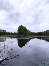 Hühnerwässerchen-2