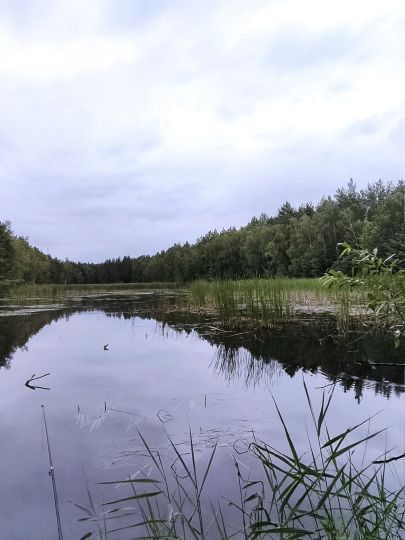 Hühnerwässerchen-3