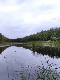 Hühnerwässerchen-3