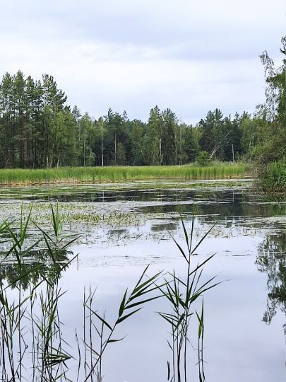 Hühnerwässerchen-1