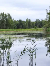 Hühnerwässerchen-1