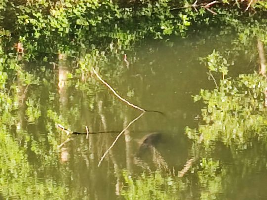 Forsteckweiher (Dieburg)-1