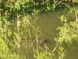 Forsteckweiher (Dieburg)-1