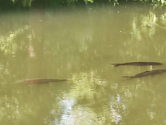 Forsteckweiher (Dieburg)-2