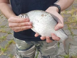 Elbe (Tangermünde)-1