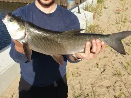 Baakenhafen (Hamburg)-1