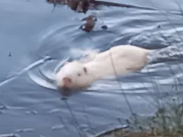 Großteich (Niesky)-2