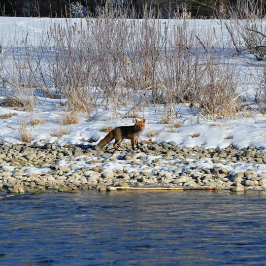 Isar (Wolfratshausen)-2