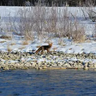 Isar (Wolfratshausen)-2