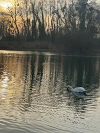 Ameisensee (Söllingen)