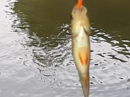 Wetter (Muschenheim)-1