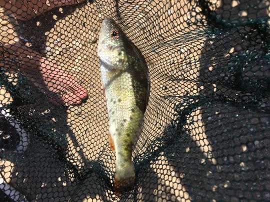 Haidweiher (Parkstetten)-0