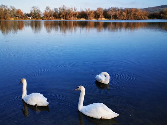 Wiesensee (Hemsbach)-2