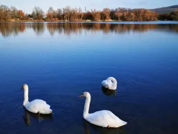 Wiesensee (Hemsbach)-2