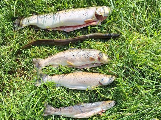 Werra (Dankmarshausen)-1