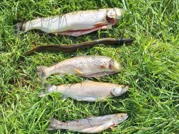 Werra (Dankmarshausen)