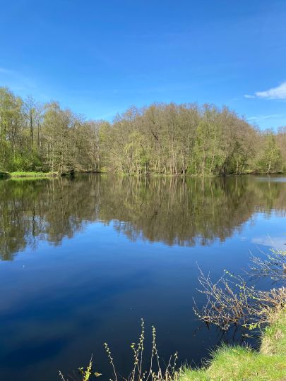 Teich Walsen (Barnstorf)-1