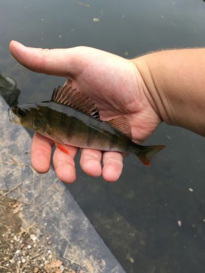 Elbe-Lübeck-Kanal (Grambek)-3