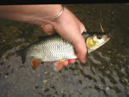 Pommersfeldener See-2