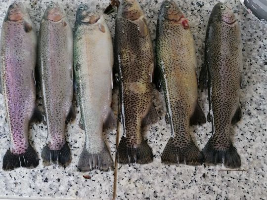 Teich Gatterstädt-1