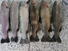 Teich Gatterstädt-1