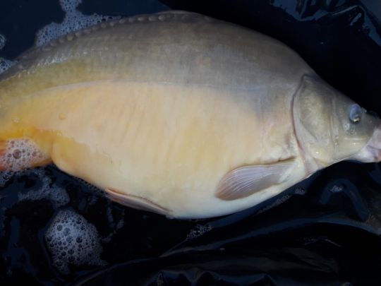 Vereinssee am Tannengrund (Owschlag)-2