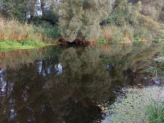 Recknitz-Altarme (Marlow)-1