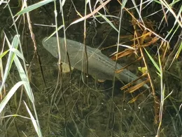 Peetzsee (Grünheide)-4