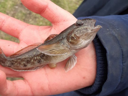 Mittellandkanal (Wolmirstedt)-1