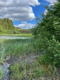 Oberer Pfauenteich (Clausthal-Zellerfeld)-2