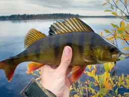 Nackenheimer Mühlarm-1