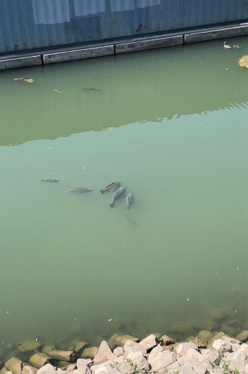 Düsseldorfer Hafen-1