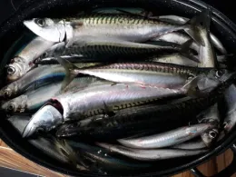 Unterteich (Lensahn)-1