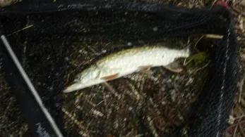 Langweiher (Ebersberg)